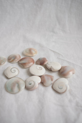 shiva shell fossil